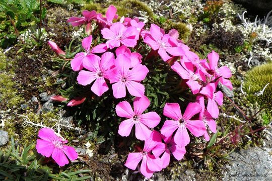floare-refacuta