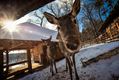 Grădina Zoo Sibiu